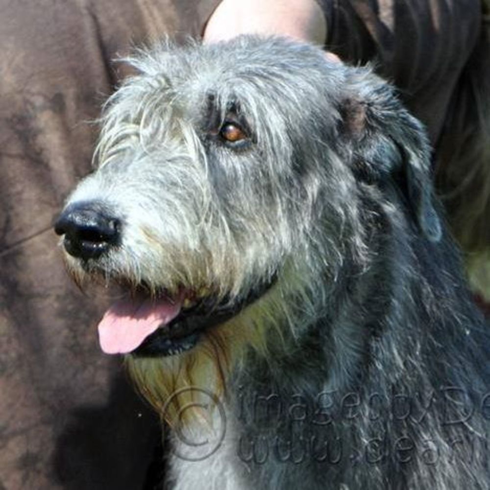 Meet your Posher, Casey